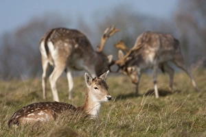 Fallow Deer - Doe in the foreground with rutting bucks head-to-head in the background Fallow Deer - Doe in the foreground with rutting bucks head-to-head in the background