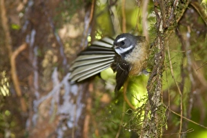 Fantail - adult clinging to roots in the undergrowth of a temperate rainforest Fantail - adult clinging to roots in the undergrowth of a temperate rainforest