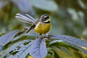 Fantail - adult sits on a plant in the undergrowth of a temperate rainforest Fantail - adult sits on a plant in the undergrowth of a temperate rainforest
