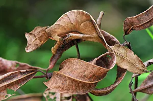 Reptiles amphibians/fantastic leaf tailed gecko satanic leaf tailed Reptiles amphibians/fantastic leaf tailed gecko satanic leaf tailed