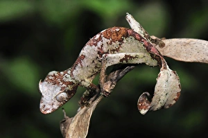 Fantastic Leaf-tailed Gecko / Satanic Leaf-tailed Gecko Fantastic Leaf-tailed Gecko / Satanic Leaf-tailed Gecko