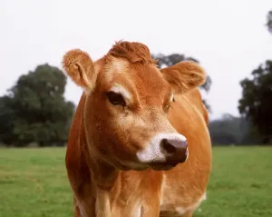 Farm Prints: Jersey Cow Print