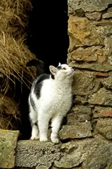 Domestic Pet Cats Prints: Farm cat