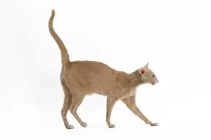 Jean Michel Labat Artwork Prints: Fawn Oriental Cat