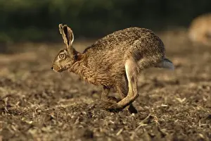 European Rabbit Species Prints: Feldhase