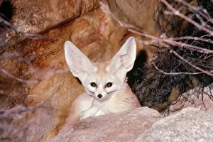 Prints of LB-11512 FENNEC FOX - peering over rock Distribution: Morocco - Arabia Fennecus zerda Ian Beames Please note that prints are for personal display purposes only and may not be reproduced in any way Fennec Fox Prints: Fennec Fox LB-11512 Print