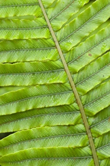 Fern structure - structure details of a Blechnum ferns leaf Fern structure - structure details of a Blechnum ferns leaf