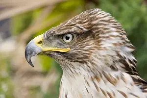Wildlife Raptors Images Prints: Ferruginous Buzzard / Hawk