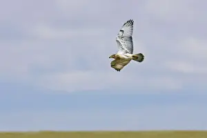 North American Raptors Prints: Ferruginous Hawk