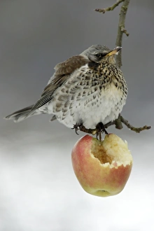 Fieldfare - In garden, feeding on apple in winter Fieldfare - In garden, feeding on apple in winter