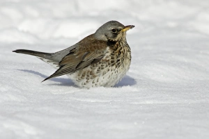 Fieldfare - In garden, searching for food in winter Fieldfare - In garden, searching for food in winter