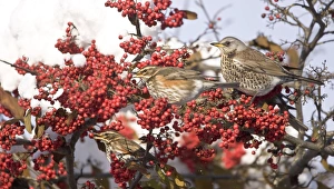 Fieldfare and Redwings (Turdus iliacus) perched on snow covered tree feeding on red Fieldfare and Redwings (Turdus iliacus) perched on snow covered tree feeding on red