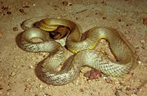 Fierce snake / Western Taipan / Inland taipan Fierce snake / Western Taipan / Inland taipan