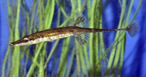 Fifteen-spined Stickleback Fifteen-spined Stickleback