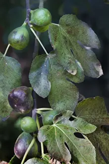 Tropical Plants Prints: Fig-tree - white fruit