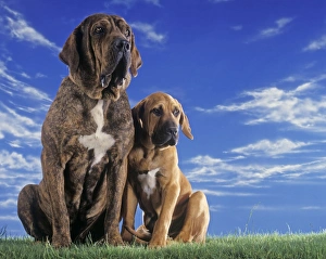 Prints of Fila Brasileiro / Brazilian Mastiff Dog - two sitting Used to  bring down wild cats and control cattle in Brazil