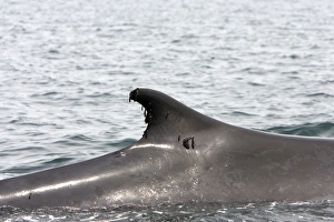 Fin Whale - the organisms attached to the dorsal fin and alongside the body of the whale Fin Whale - the organisms attached to the dorsal fin and alongside the body of the whale