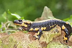 European Salamanders Prints: Fire Salamander