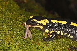 Amphbian Collection: Fire Salamander - eating worm. Alsace - France