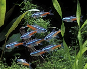 Fish - Neon Tetra - in Aquarium Fish - Neon Tetra - in Aquarium
