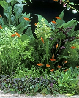 Fish - Red Platys in Aquarium tank Fish - Red Platys in Aquarium tank