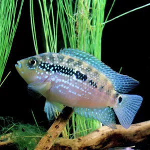 Sport Prints: Cichlid - Jack Dempsey Aquarium Print