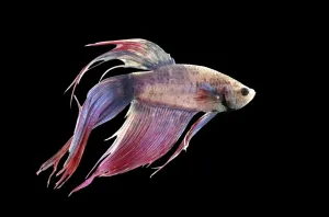 Betta Splendens Prints: Siamese Fighting Fish