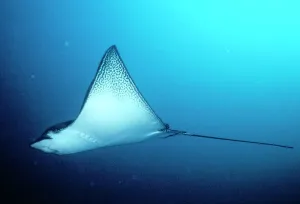 Fish Prints: Spotted Eagle Ray Print, Galapagos Aetobatus narinari