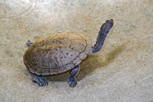 Flat-shelled / Long-necked Turtle Flat-shelled / Long-necked Turtle