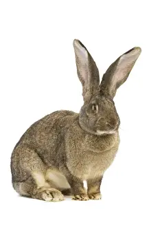 Images Dated 8th January 2008: Flemish Giant Rabbit Studio Print LA-4680