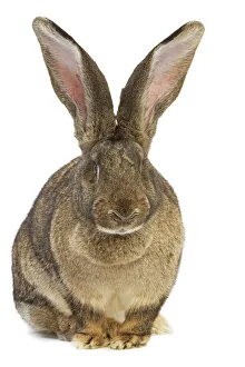 Flemish Giant Rabbit - in studio Flemish Giant Rabbit - in studio