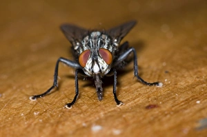 Flesh Fly, feeding on fruit juice spilt on table and showing extended proboscis Flesh Fly, feeding on fruit juice spilt on table and showing extended proboscis