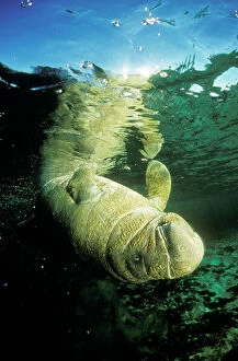 Underside Collection: Florida / West Indian Manatee Swimming upside down, Crystal river, Florida, USA