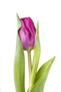 Plain Background Blooms Prints: Tulip - Sequence 2 of 2