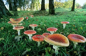Fungus Collection: Fly Agaric Fungi - found among a group of birch, October