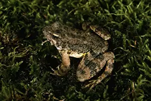 Amphibian Conservation Prints: Foothill Yellow-legged Frog