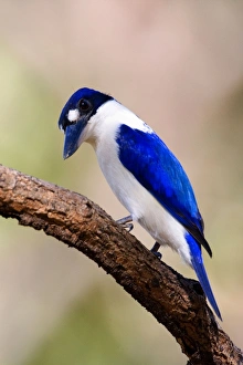 Forest Kingfisher - adult Forest Kingfisher sitting on a branch in a light forest looking Forest Kingfisher - adult Forest Kingfisher sitting on a branch in a light forest looking