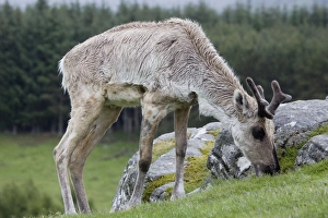 Forest reindeer grazing in rain Forest reindeer grazing in rain