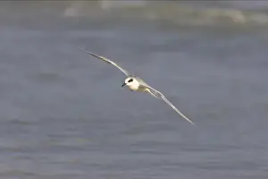 Personal Use Only Prints Available Prints: Forster's Tern in flight. Estero Lagoon, florida, USA BI001654