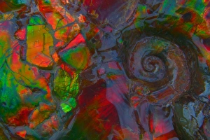 Fossil - Ammonite. Bears paw formation. 70 million years old marine invertebrate, extinct Fossil - Ammonite. Bears paw formation. 70 million years old marine invertebrate, extinct