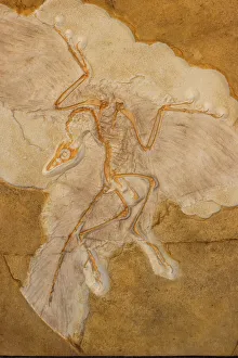 Fossil Bird Archaeopteryx Cast - Original specimen in Berlin - Germany Fossil Bird Archaeopteryx Cast - Original specimen in Berlin - Germany