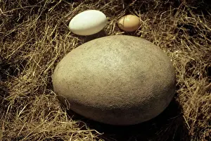 Prints of JH-50 Fossil egg of the Elephant bird with hen and goose eggs for comparison Aepyornis maximus John Holmes Please note that prints are for personal display purposes only Muridae Prints: Fossil Elephant Bird Egg Print with Hen and Goose Eggs for Comparison