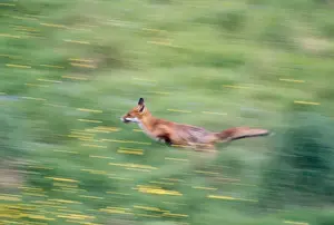 John Daniels Photographer Prints: Fox - running