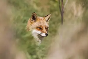 British Wildlife Nature Images Prints: Fox - UK