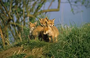 Prints of SM-532 Fox - young cubs Stefan Meyers Images Dated 2011 October: Print of Young Fox Cubs
