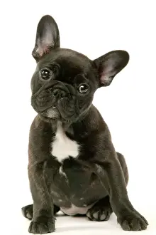 Dog Prints: French Bulldog Puppy Print