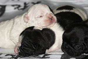 French Bulldog - one week old puppies French Bulldog - one week old puppies
