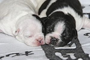 French Bulldog - one week old puppies French Bulldog - one week old puppies