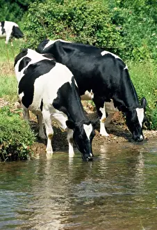 Prints of JD-17892 Friesian COWS - Drinking from river John Daniels Please note that prints are for personal display purposes only and may not be reproduced in any way. Cattle Prints: Friesian Cows Print - River Scene JD-17892