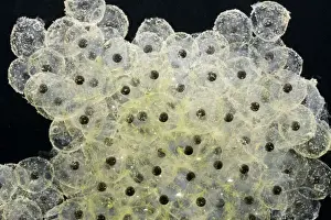 Common Frog Spawn Prints: Frogspawn – fresh - common frog – 0